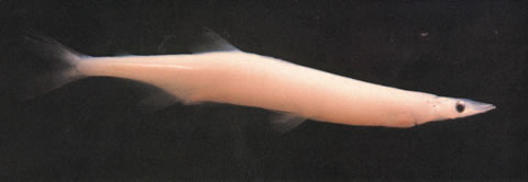 (Salangidae Bleeker, 1859) Семейство Салангиды, Саланксовые, Рыбылапша